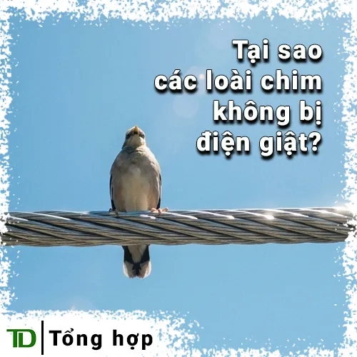 Tại sao chim đậu trên dây điện cao thế không bị giật?